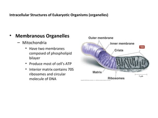 Intracellular Structures of Eukaryotic Organisms (organelles) 
• Membranous Organelles 
– Mitochondria 
• Have two membranes 
composed of phospholipid 
bilayer 
• Produce most of cell’s ATP 
• Interior matrix contains 70S 
ribosomes and circular 
molecule of DNA 
 
