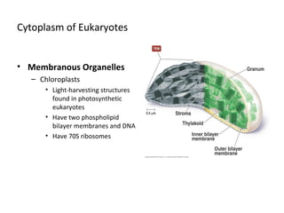 Cytoplasm of Eukaryotes 
• Membranous Organelles 
– Chloroplasts 
• Light-harvesting structures 
found in photosynthetic 
eukaryotes 
• Have two phospholipid 
bilayer membranes and DNA 
• Have 70S ribosomes 
 