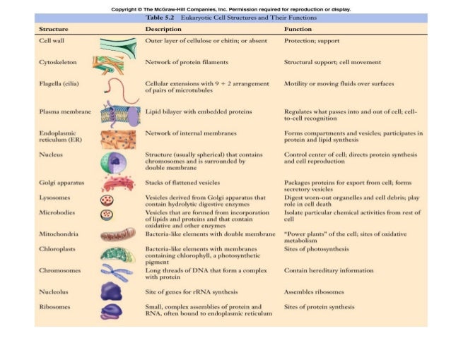 Copy of cell introduction