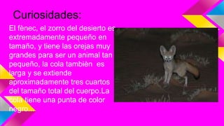 Curiosidades:
El fènec, el zorro del desierto es
extremadamente pequeño en
tamaño, y tiene las orejas muy
grandes para ser un animal tan
pequeño, la cola tambièn es
larga y se extiende
aproximadamente tres cuartos
del tamaño total del cuerpo.La
cola tiene una punta de color
negro...
 