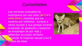 Curiosidades:
Las hembras comparten la
madriguera con sus crias (de 2 a 5
cada parto), mientras que los
machos son solitarios , aunque a
veces ayudan a sus parejas durante
el periodo de gestación y lactancia .
se emparejan de por vida y
defienden su propio territorio .
Alcanzan la madurez sexual a los 9
meses de edad.
 