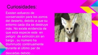 Curiosidades:
Existen esfuerzo de
conservaciòn para los zorros
del desierto, debido a que su
entorno cada dìa se destruye
màs. No existe evidencia de
que esta especie este en
peligro de extinción,sin en
bargo , su nùmero ha
disminuido continuamente
durante el ùltimo par de
descadas debido ...
 