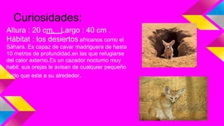 Curiosidades:
Altura : 20 cm. Largo : 40 cm .
Hábitat : los desiertos africanos como el
Sáhara. Es capaz de cavar madriguera de hasta
10 metros de profundidad,en las que refugiarse
del calor externo.Es un cazador nocturno muy
habil, sus orejas le avisan de cualquier pequeño
ruido que este a su alrededor.
 