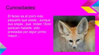 Curiosidades:
El fenec es el zorro más
pequeño que existe , aunque
sus orejas , que miden 15cm
parecen haberle sido
prestadas por algún primo
mayor...
 
