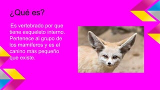 ¿Qué es?
Es vertebrado por que
tiene esqueleto interno.
Pertenece al grupo de
los mamíferos y es el
canino más pequeño
que existe.
 