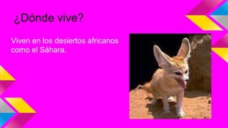 ¿Dónde vive?
Viven en los desiertos africanos
como el Sáhara.
 