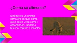 El fenec es un animal
carnívoro porque come
otros seres vivos como :
escorpiones, roedores,
huevos, reptiles e insectos.
¿Como se alimenta?
 