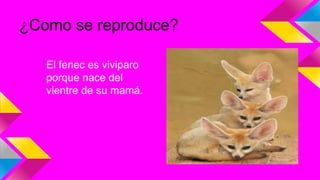 El fenec es viviparo
porque nace del
vientre de su mamá.
¿Como se reproduce?
 