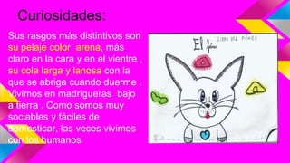 Curiosidades:
Sus rasgos más distintivos son
su pelaje color arena, más
claro en la cara y en el vientre ,
su cola larga y lanosa con la
que se abriga cuando duerme .
Vivimos en madrigueras bajo
a tierra . Como somos muy
sociables y fáciles de
domesticar, las veces vivimos
con los humanos
 