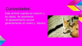 Curiosidades:
Este animal cuando es maduro y
es capaz de aparearse.
El apareamiento ocurre
generalmente en enero y febrero.
 