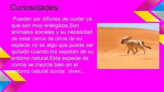 Curiosidades:
.Pueden ser difíciles de cuidar ya
que son muy enérgicos.Son
animales sociales y su necesidad
de estar cerca de otros de su
especie no es algo que puede ser
quitado cuando los separan de su
entorno natural.Esta especie de
zorros se mezcla bien en el
entorno natural donde viven...
 