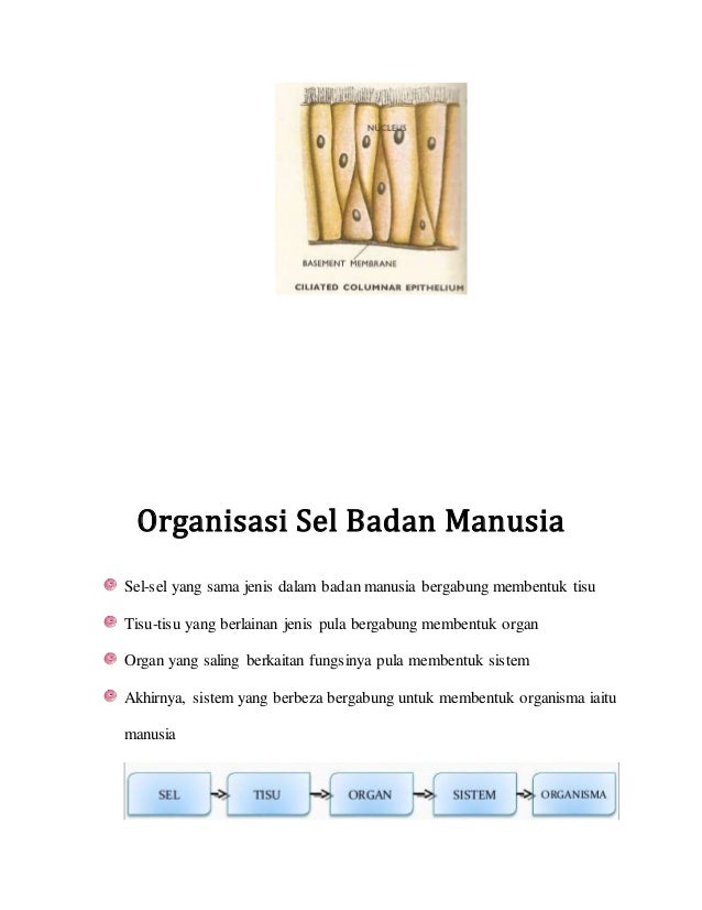 Sains Tingkatan 1 Bab 2