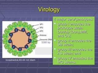 VirologyVirology
4 major sero/genotypes:4 major sero/genotypes:
 group I encodes thegroup I encodes the
prototype strainprototype strain
Dunlop (Dun),MM,Dunlop (Dun),MM,
and GS;and GS;
 group II encodes thegroup II encodes the
SB strain;SB strain;
 group III encodes thegroup III encodes the
AS strain; andAS strain; and
 group IV encodes thegroup IV encodes the
MG strains.MG strains.
5300 bp
Icosahedral,40-44 nm diam
 