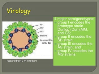 4 major sero/genotypes:
                                       group I encodes the
                                        prototype strain
                                        Dunlop (Dun),MM,
                                        and GS;
                                       group II encodes the
                                        SB strain;
                            5300 bp    group III encodes the
                                        AS strain; and
                                       group IV encodes the
                                        MG strains.
Icosahedral,40-44 nm diam
 