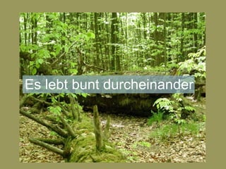 Es lebt bunt durcheinander
 