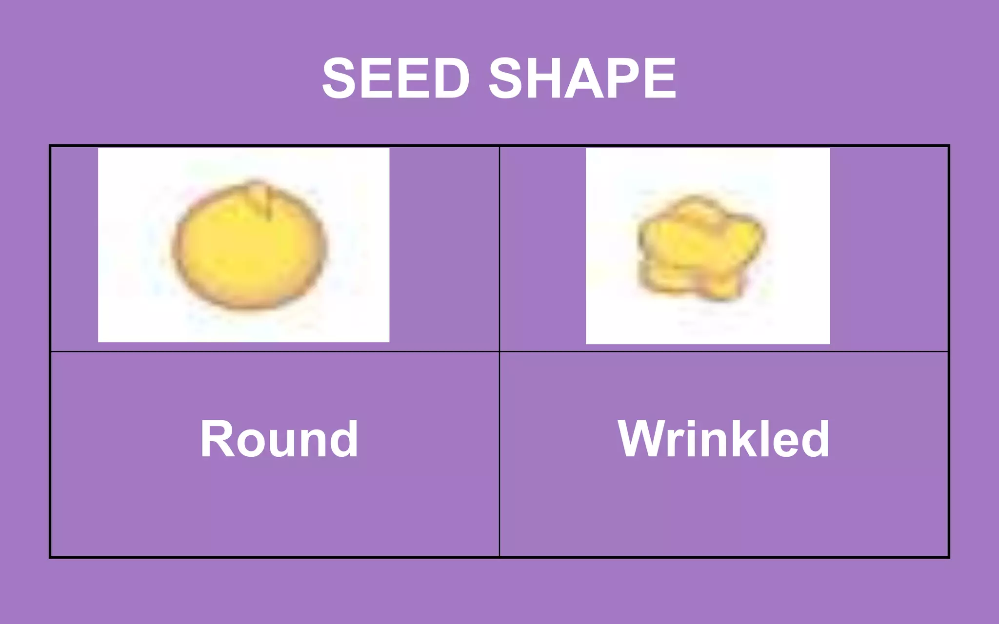 SEED SHAPE
Round Wrinkled
 