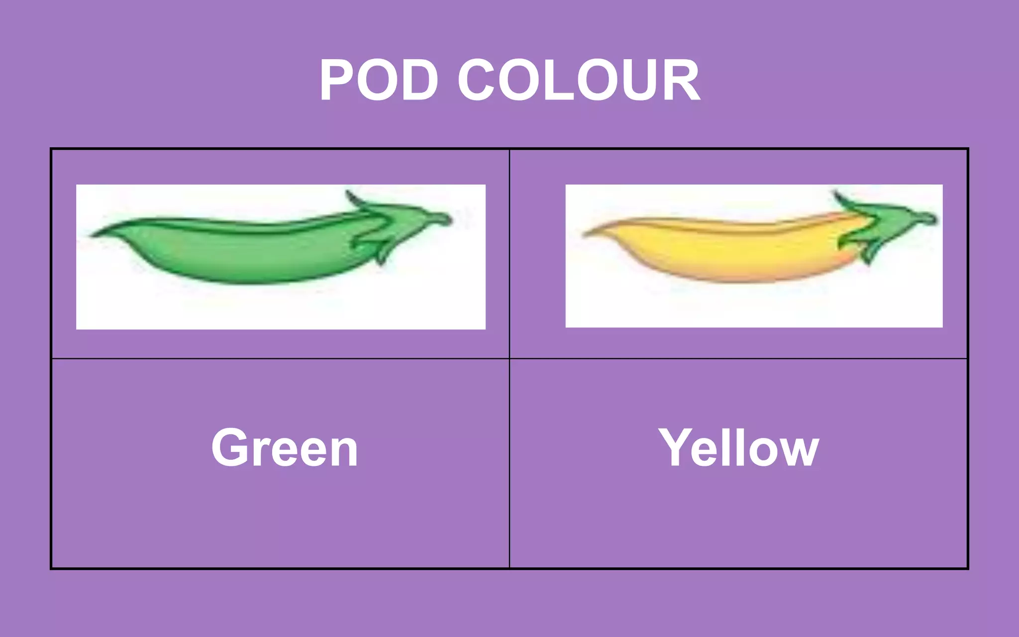 POD COLOUR
Green Yellow
 