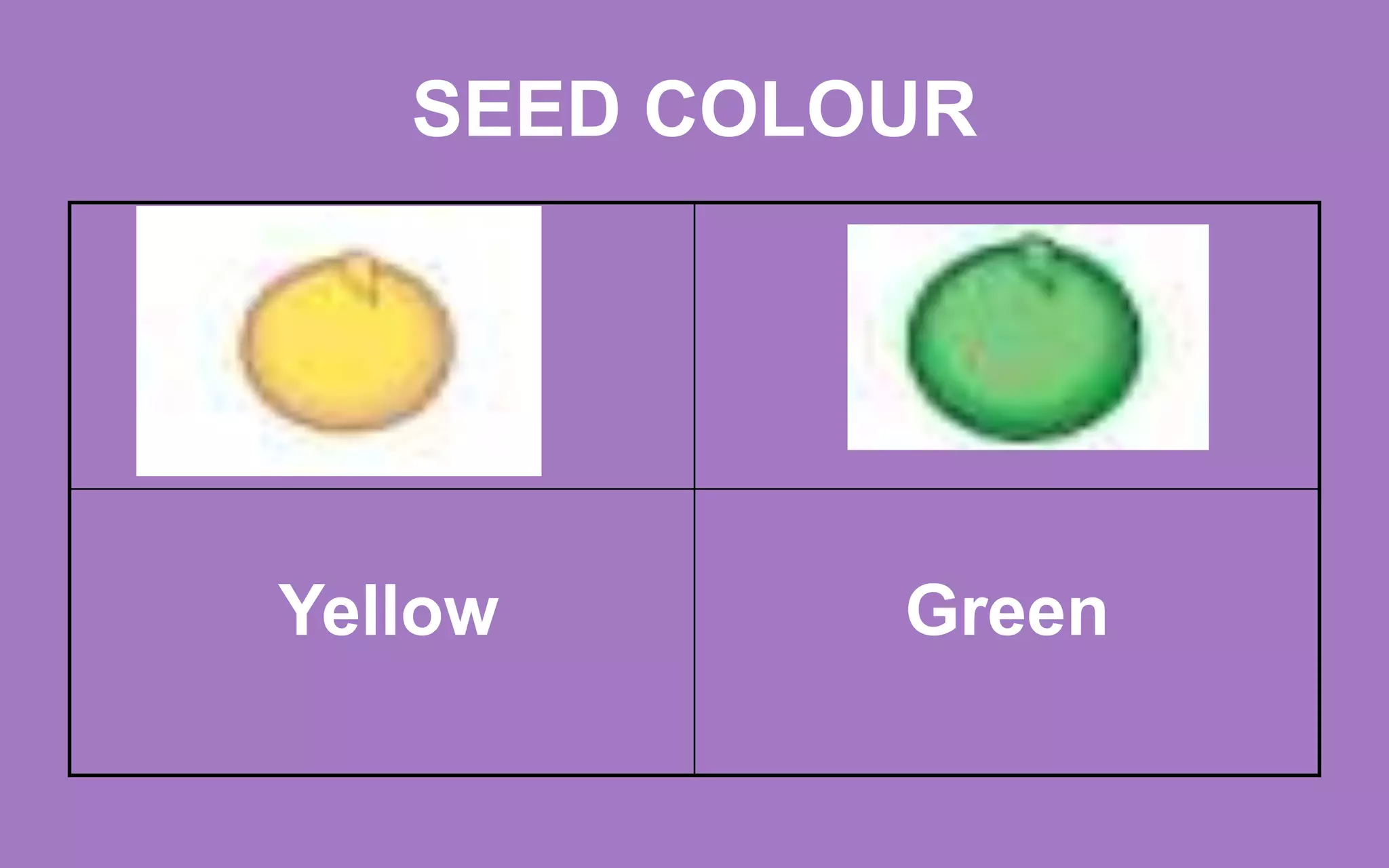 SEED COLOUR
Yellow Green
 
