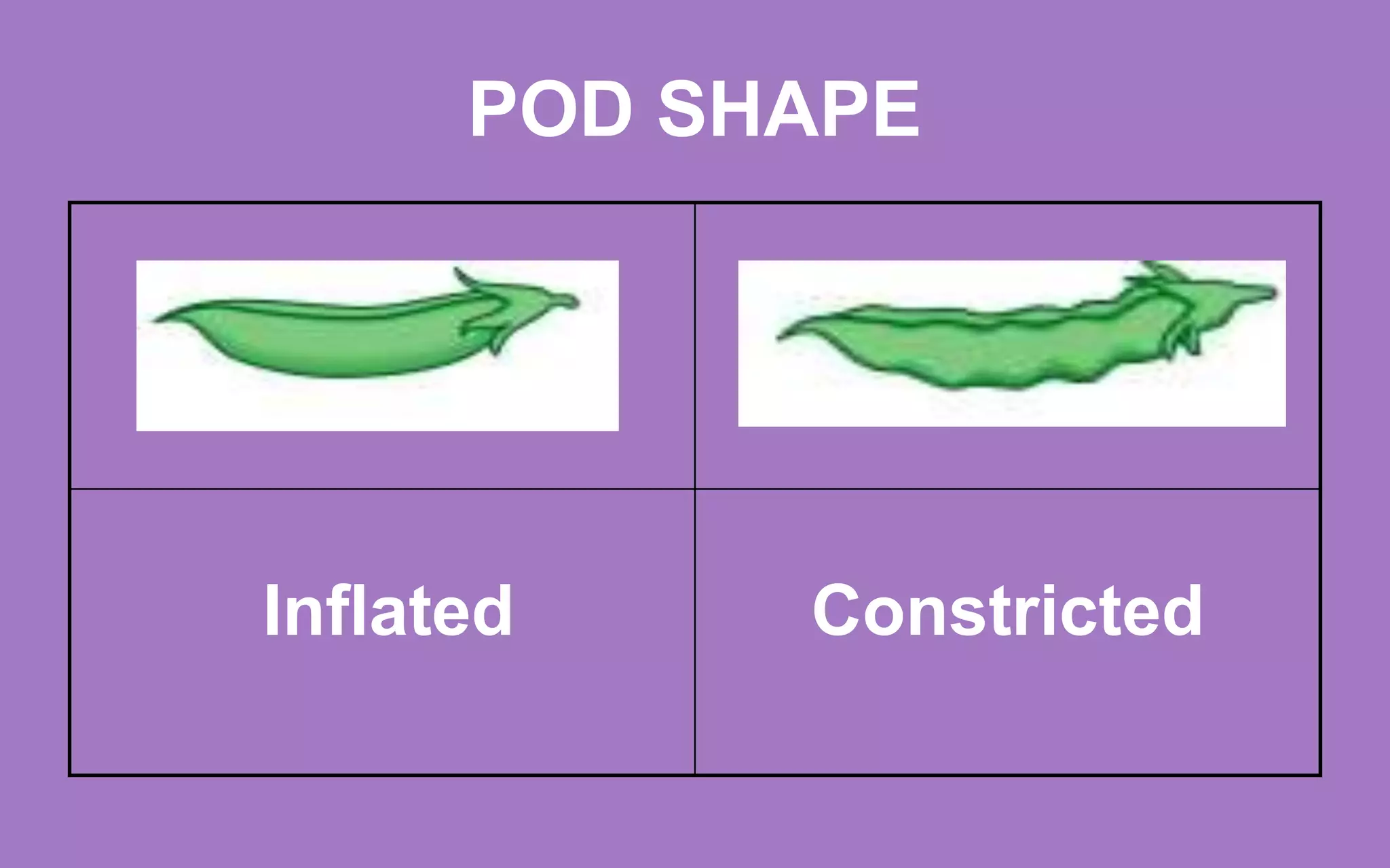 POD SHAPE
Inflated Constricted
 