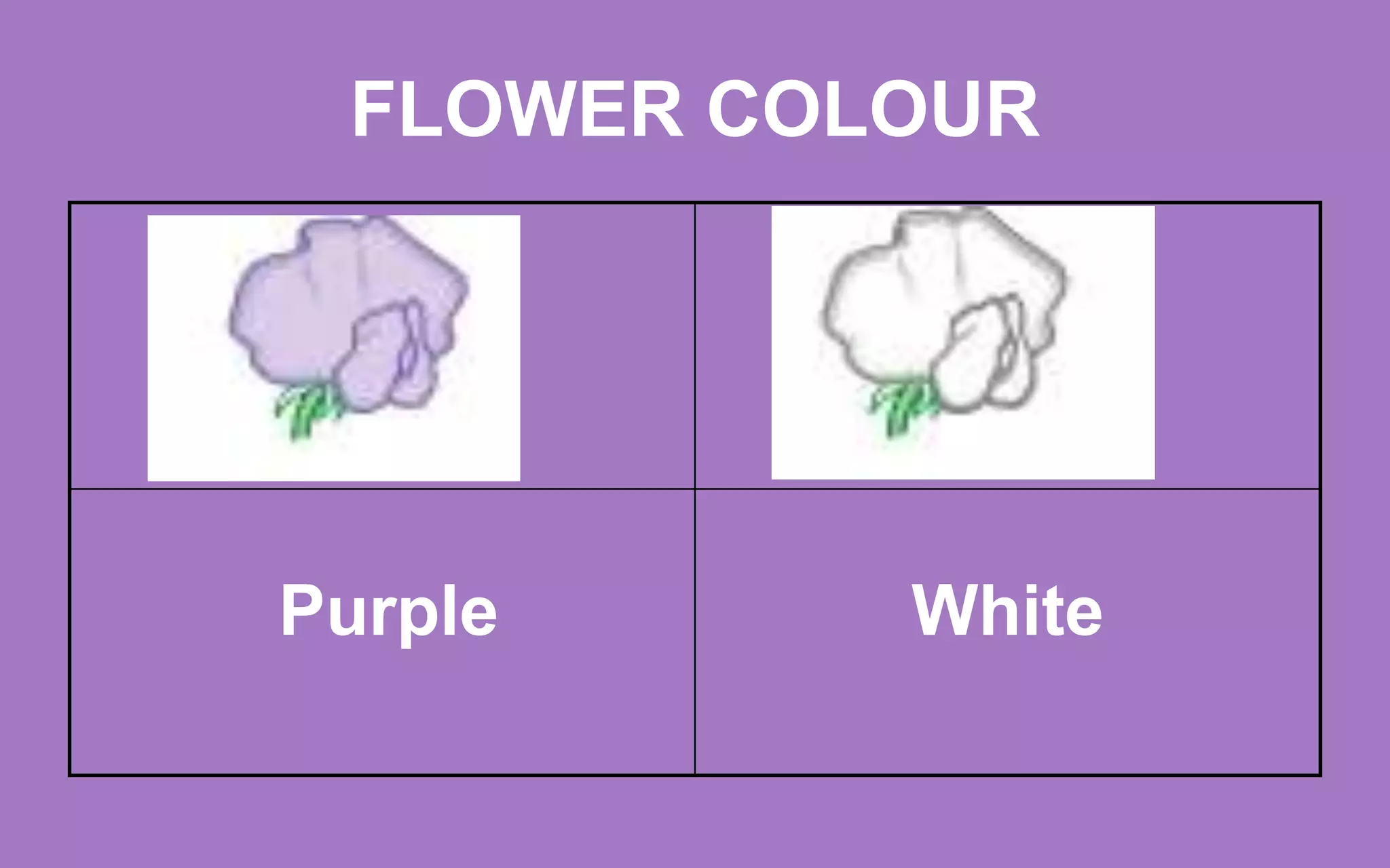 FLOWER COLOUR
Purple White
 