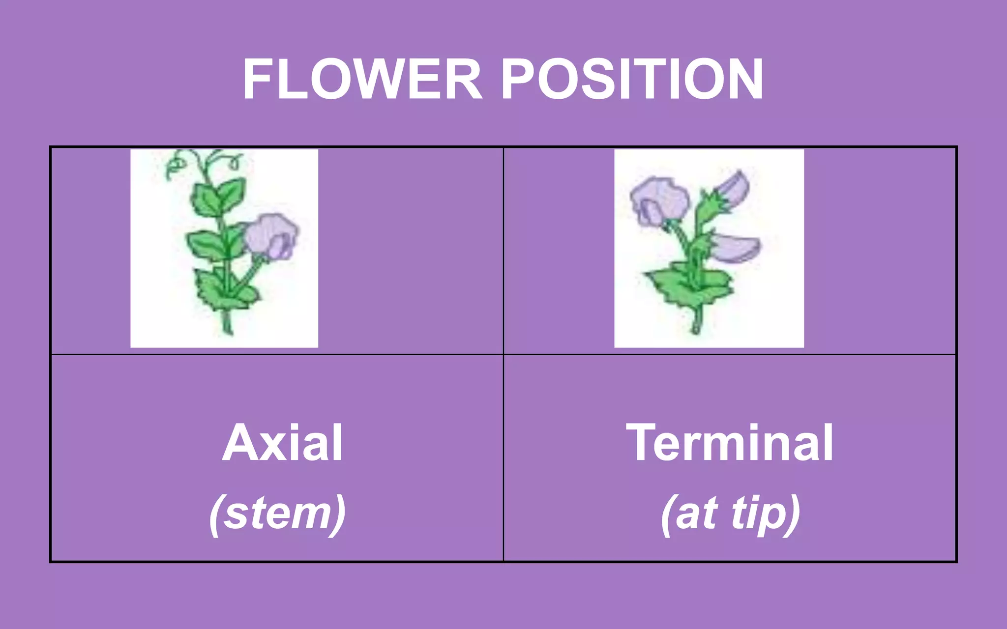FLOWER POSITION
Axial
(stem)
Terminal
(at tip)
 