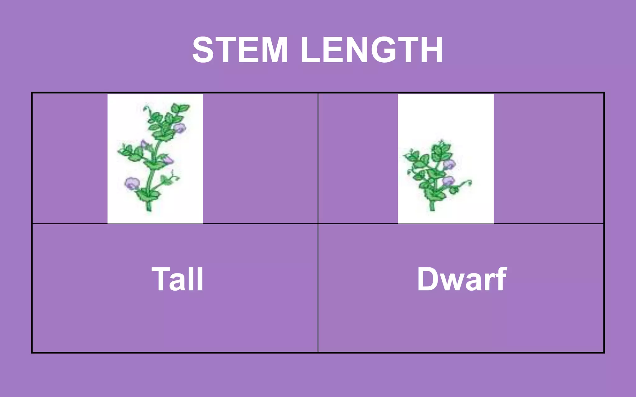 STEM LENGTH
Tall Dwarf
 