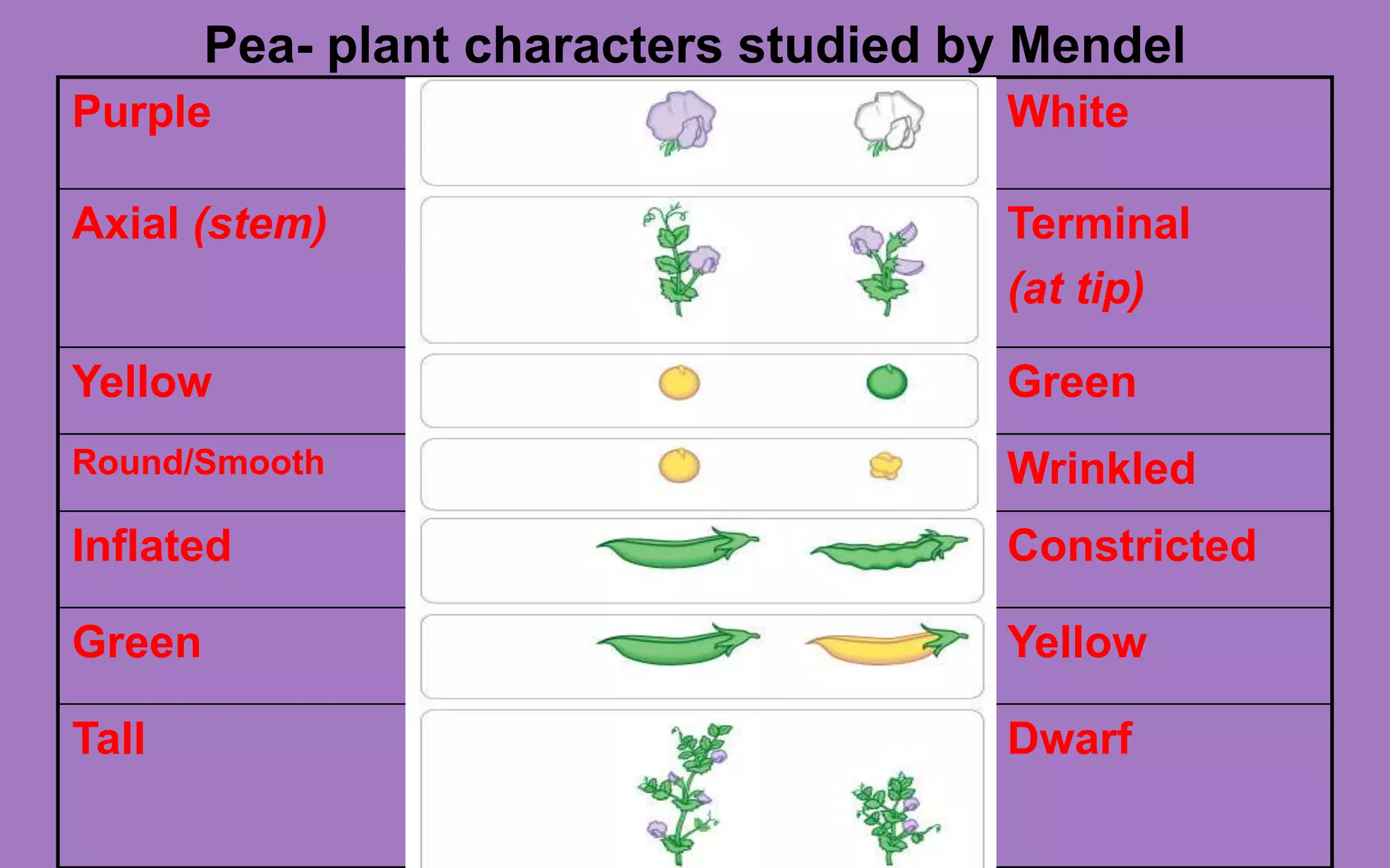 Pea- plant characters studied by Mendel
Purple White
Axial (stem) Terminal
(at tip)
Yellow Green
Round/Smooth Wrinkled
Inflated Constricted
Green Yellow
Tall Dwarf
 
