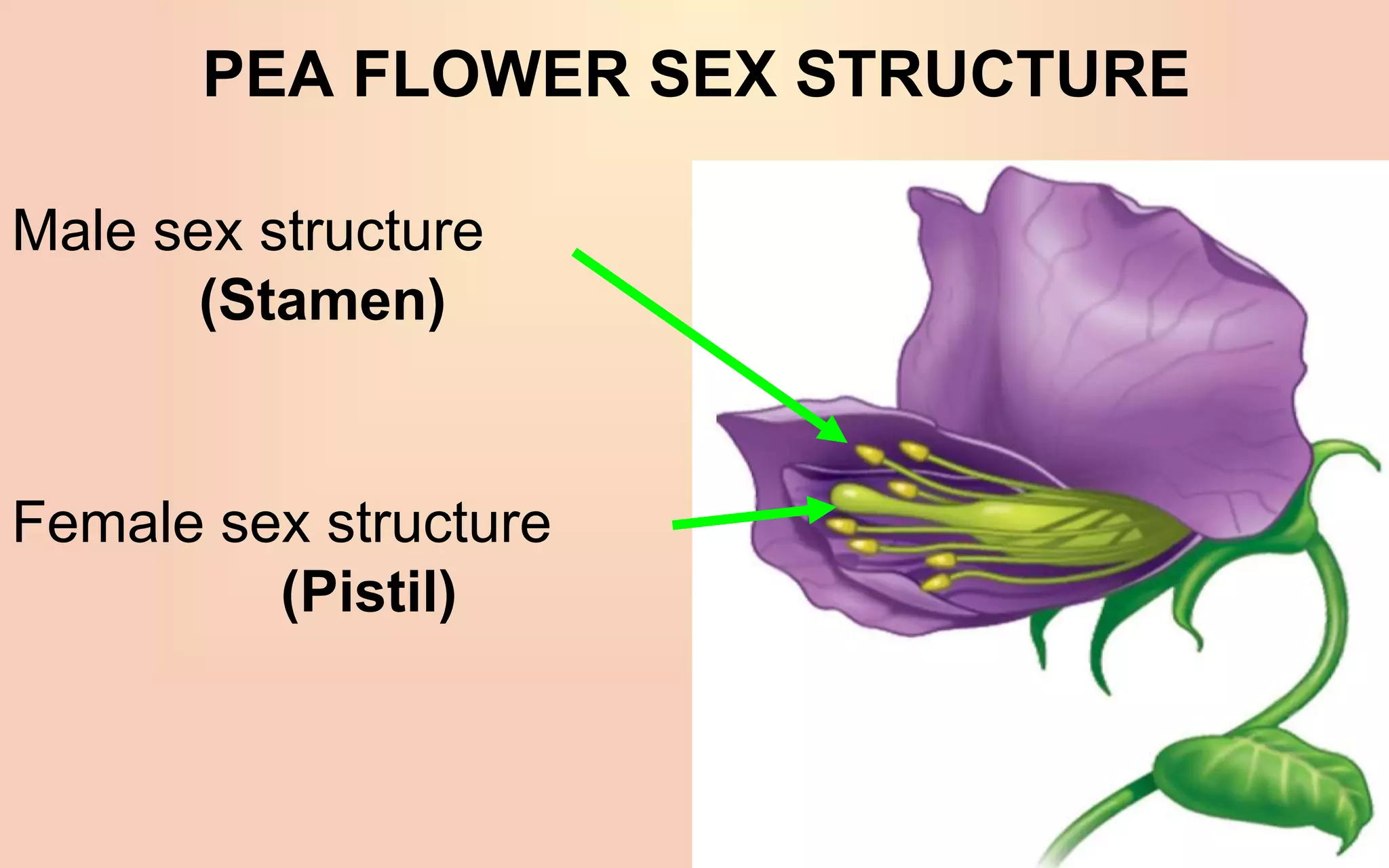 PEA FLOWER SEX STRUCTURE
Female sex structure
(Pistil)
Male sex structure
(Stamen)
 