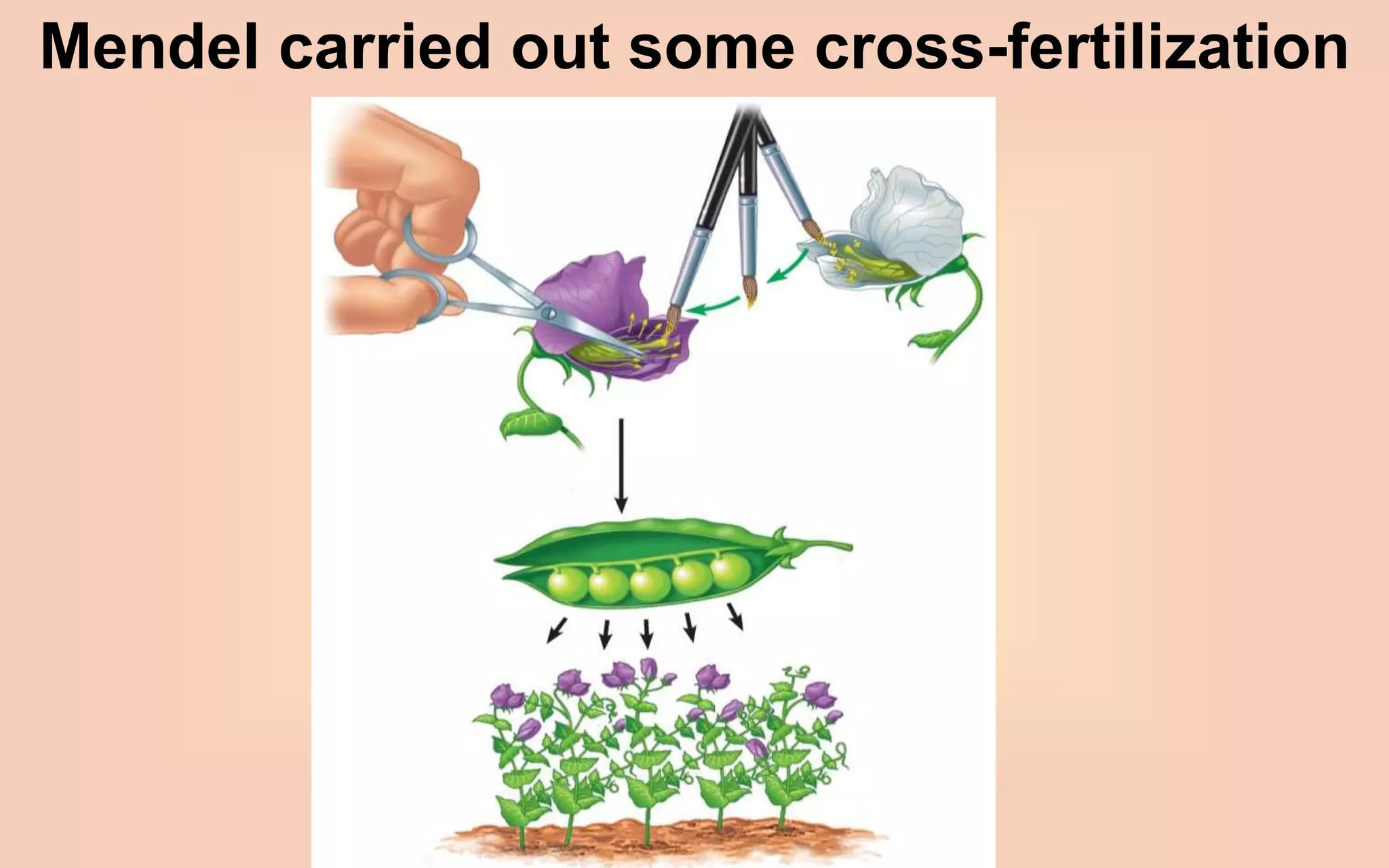 Mendel carried out some cross-fertilization
 