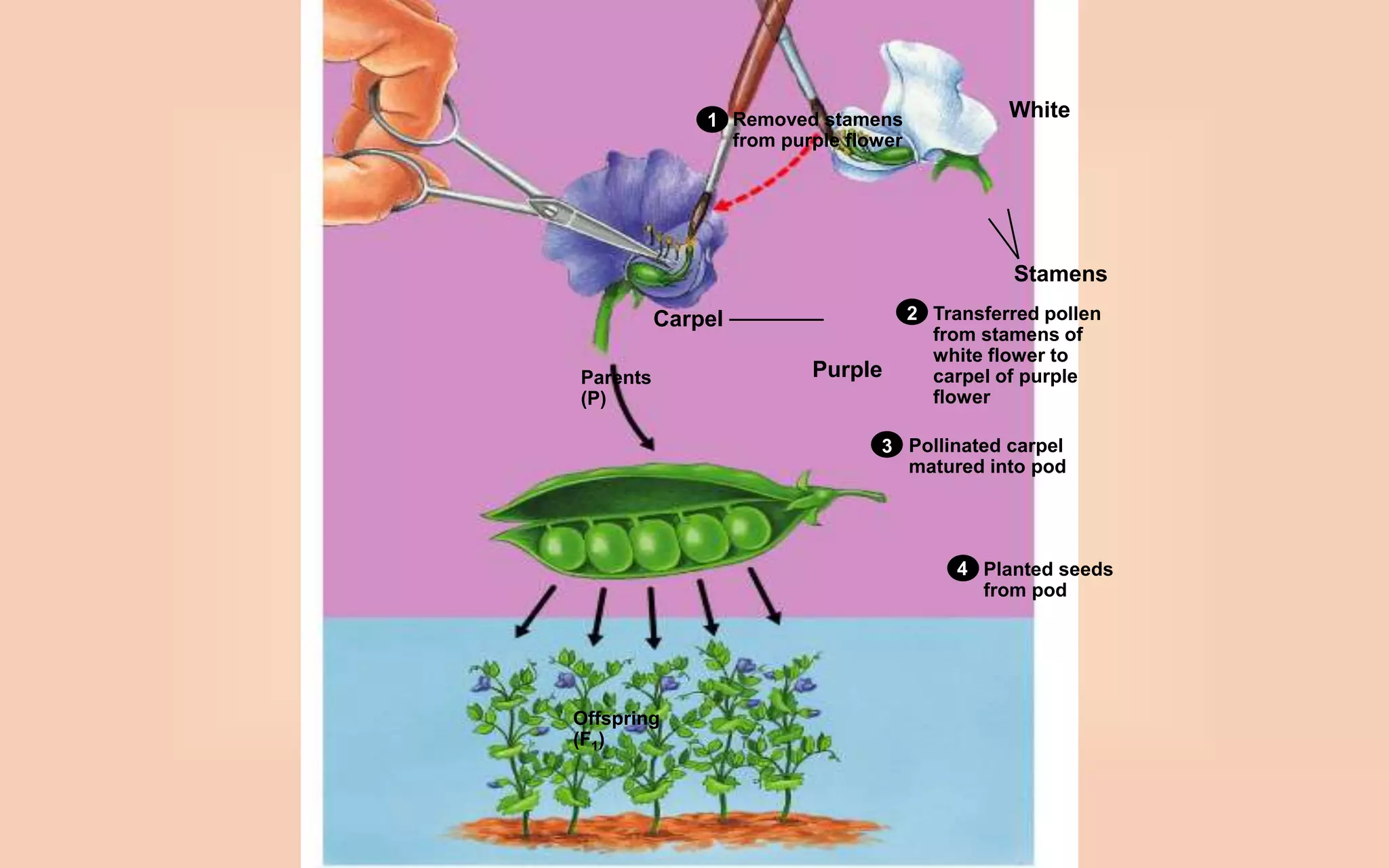 Removed stamens
from purple flower
1
2
3
Transferred pollen
from stamens of
white flower to
carpel of purple
flower
4 Planted seeds
from pod
Pollinated carpel
matured into pod
White
Stamens
Carpel
Parents
(P)
Purple
Offspring
(F1)
 