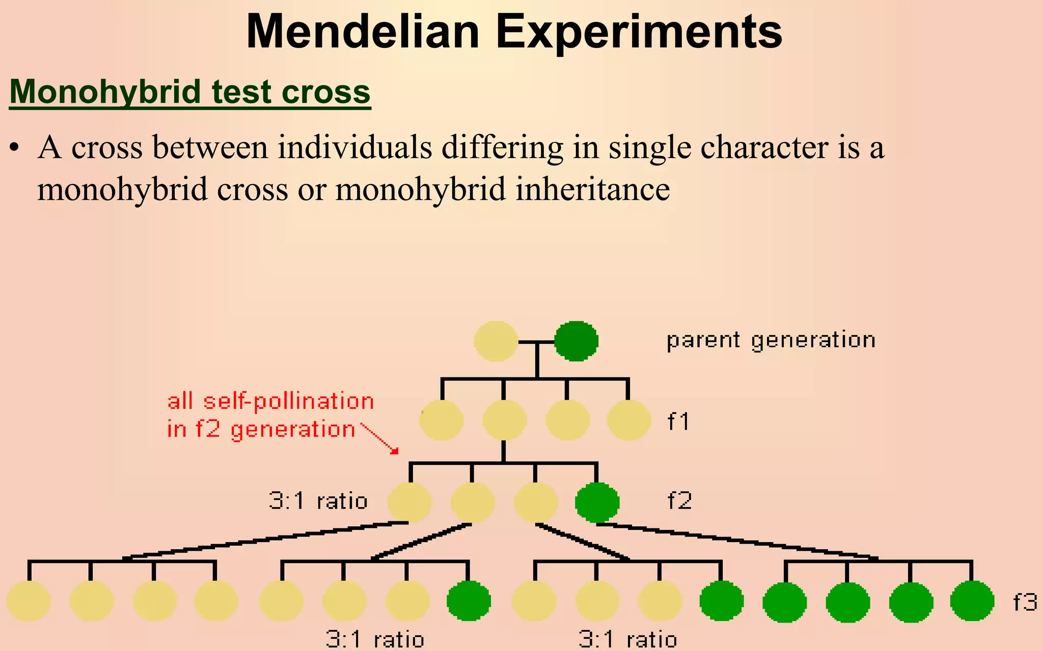 Mendelian Experiments
• A cross between individuals differing in single character is a
monohybrid cross or monohybrid inheritance
Monohybrid test cross
 