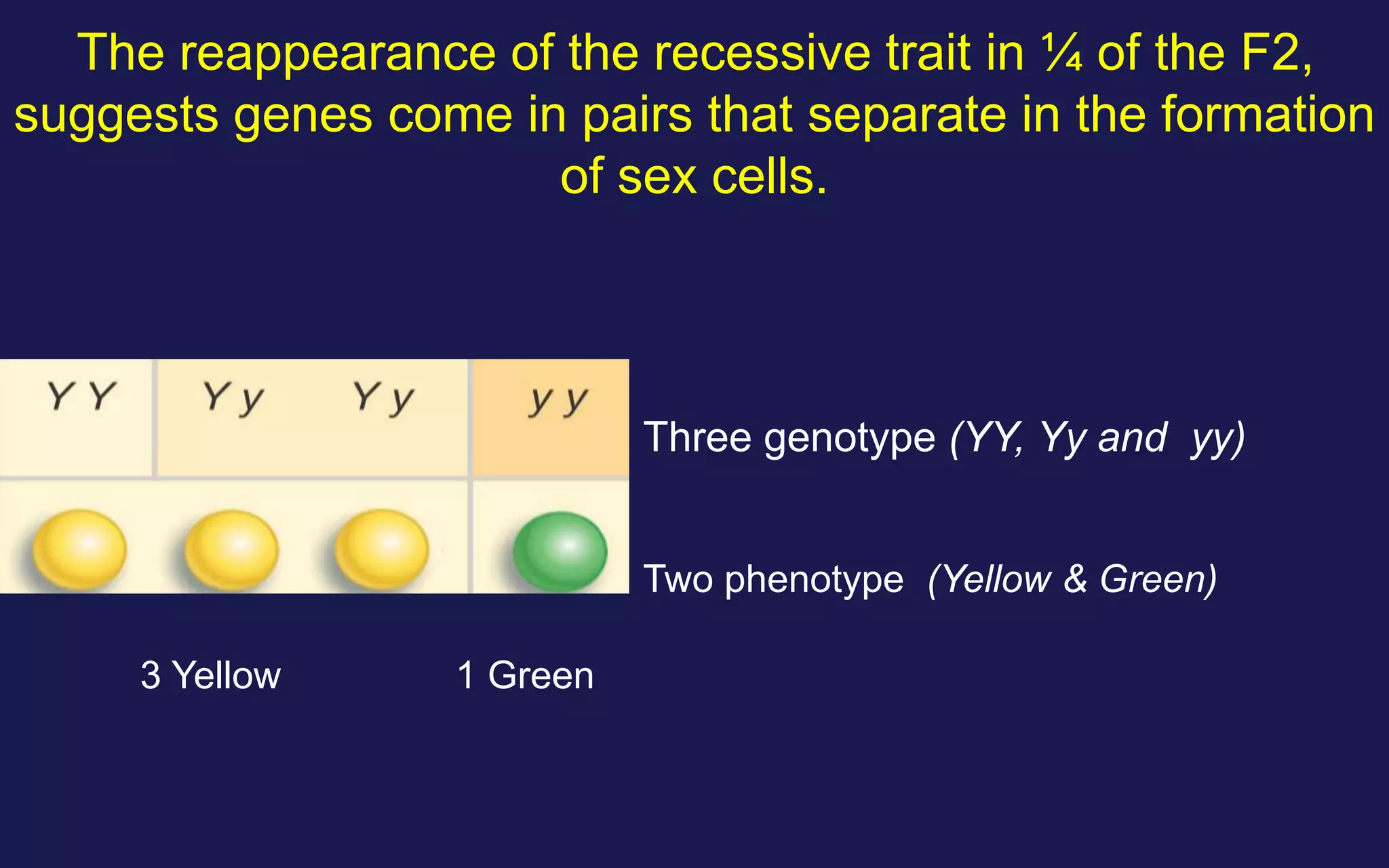 The reappearance of the recessive trait in ¼ of the F2,
suggests genes come in pairs that separate in the formation
of sex cells.
Three genotype (YY, Yy and yy)
Two phenotype (Yellow & Green)
3 Yellow 1 Green
 
