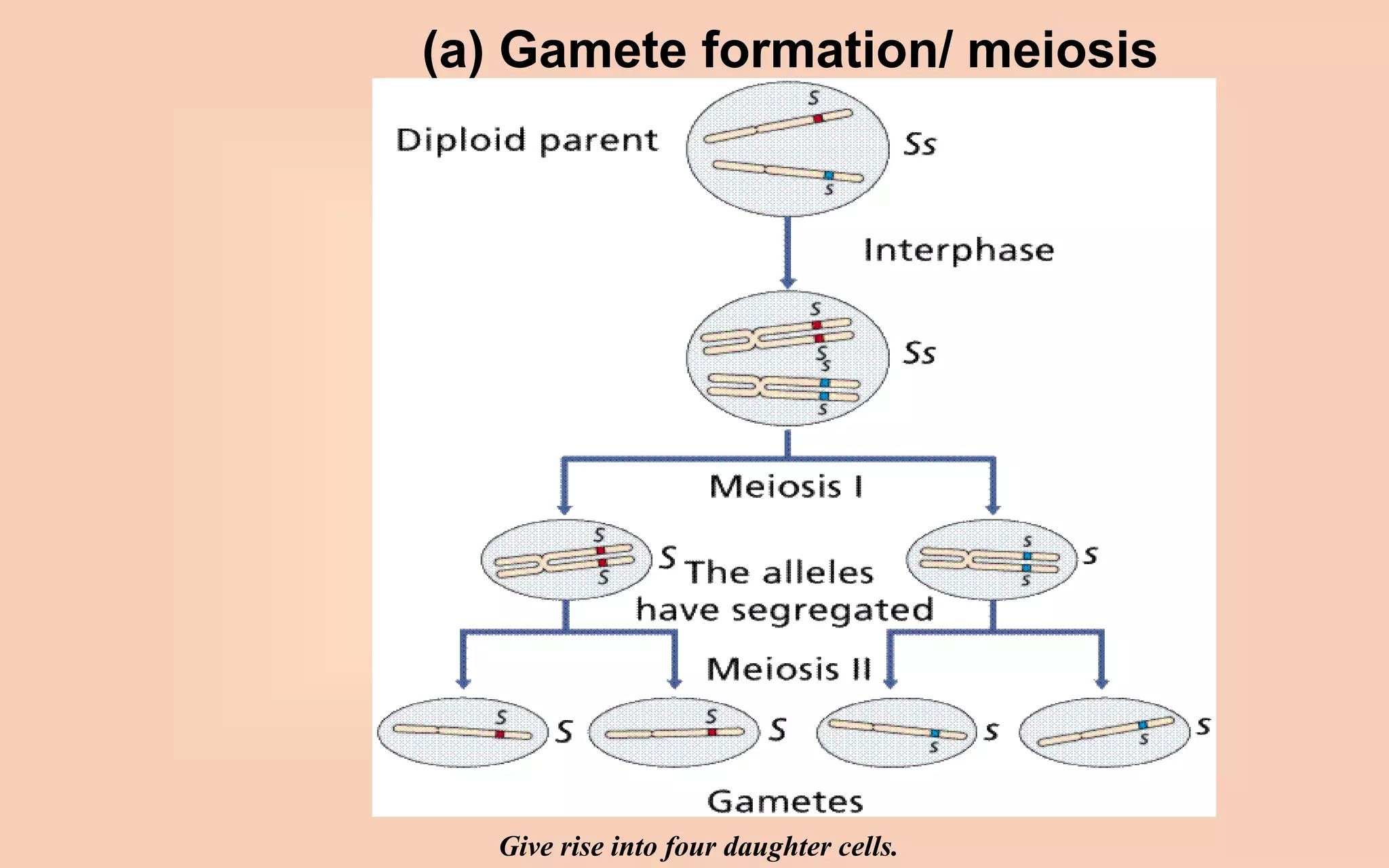 (a) Gamete formation/ meiosis
Give rise into four daughter cells.
 