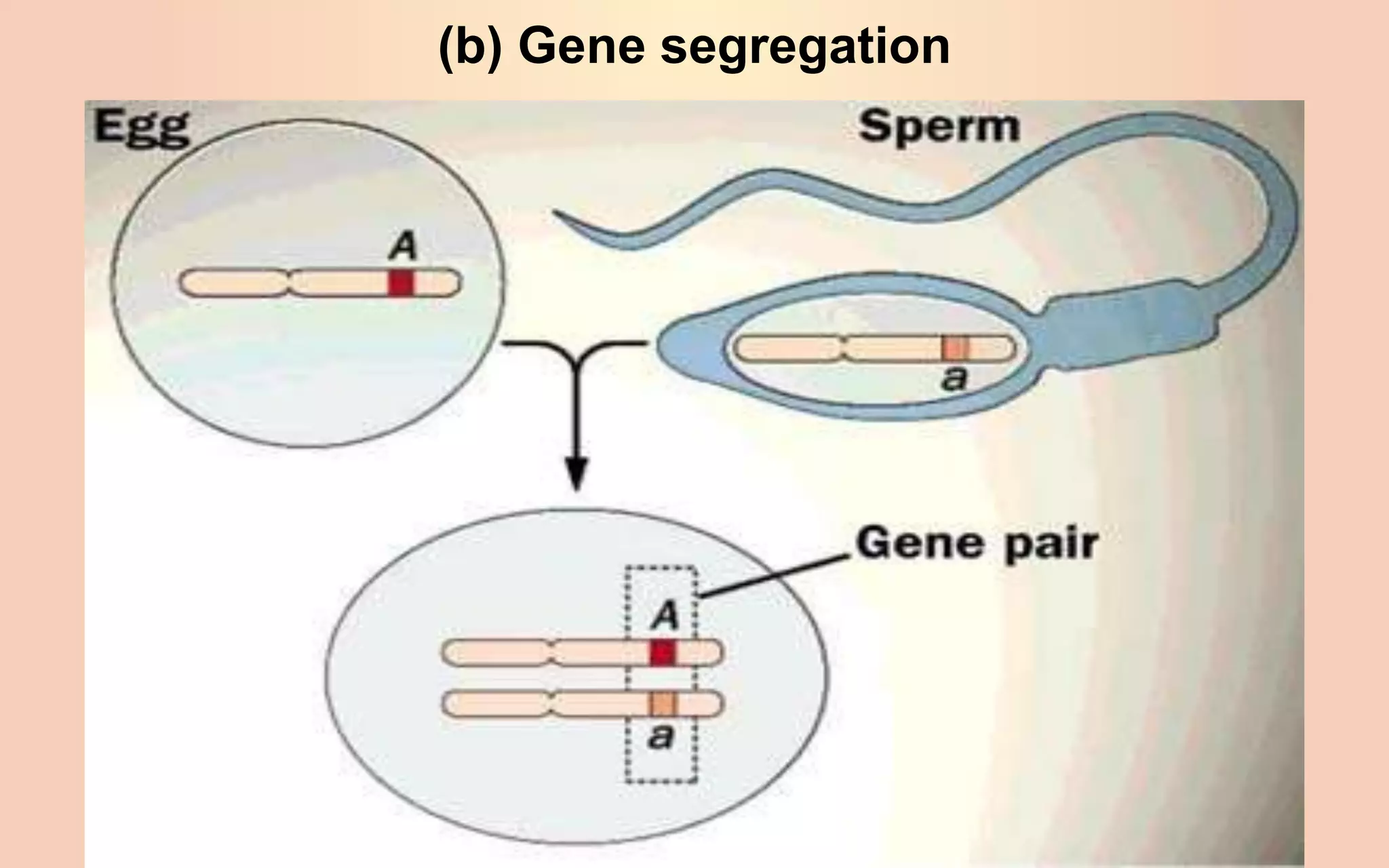 (b) Gene segregation
 