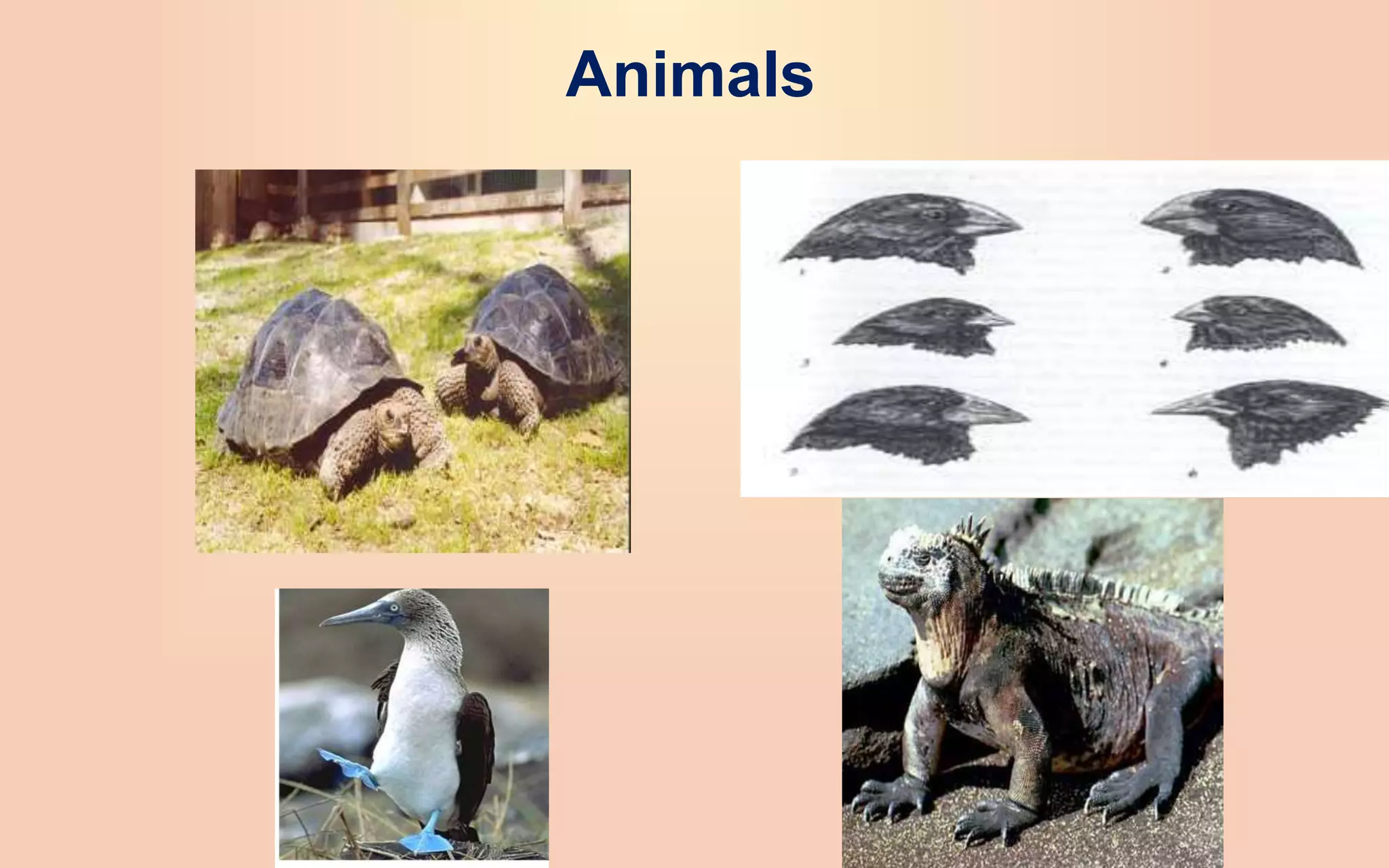 Animals
 