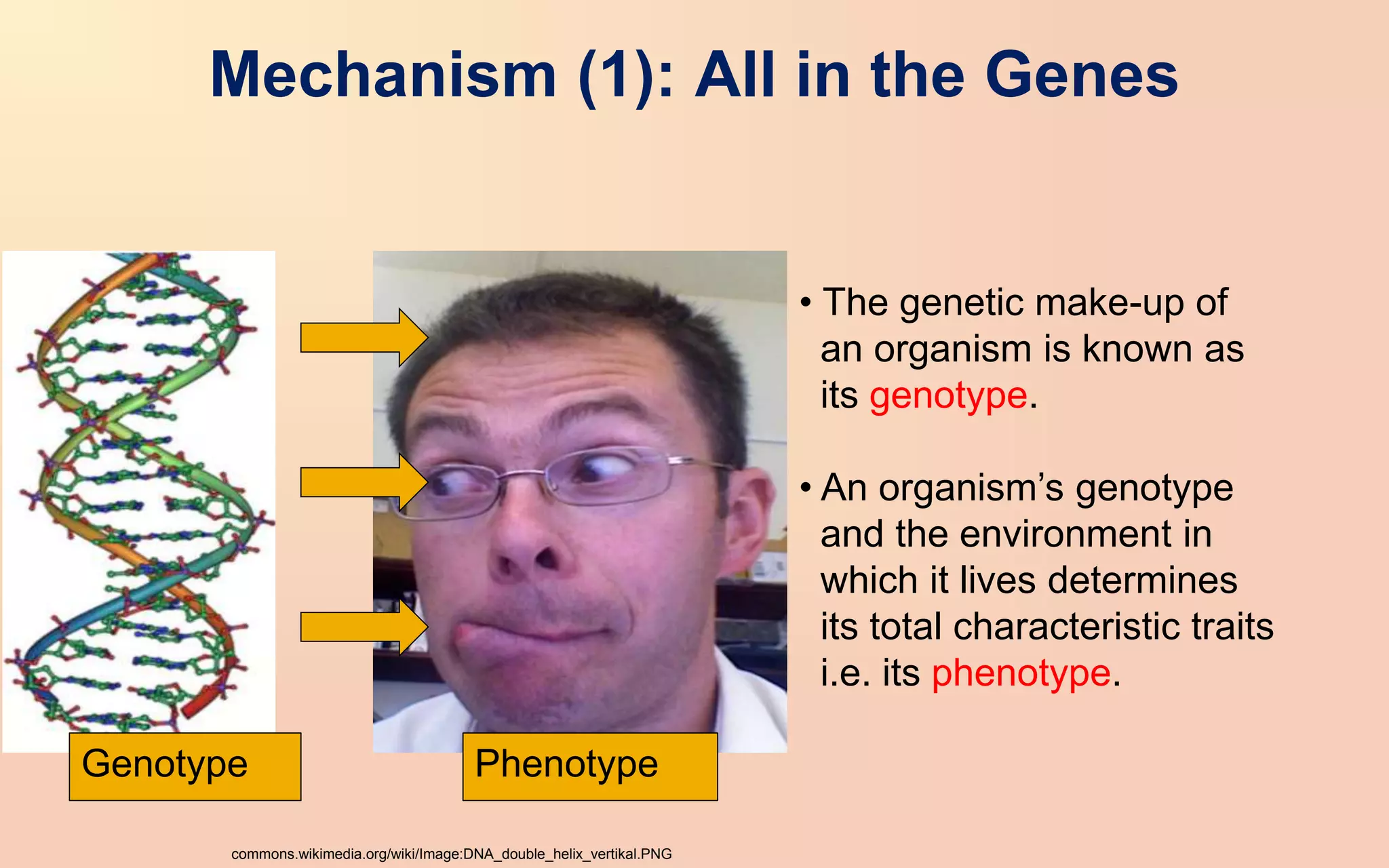 Mechanism (1): All in the Genes
commons.wikimedia.org/wiki/Image:DNA_double_helix_vertikal.PNG
• The genetic make-up of
an organism is known as
its genotype.
• An organism’s genotype
and the environment in
which it lives determines
its total characteristic traits
i.e. its phenotype.
Phenotype
Genotype
 