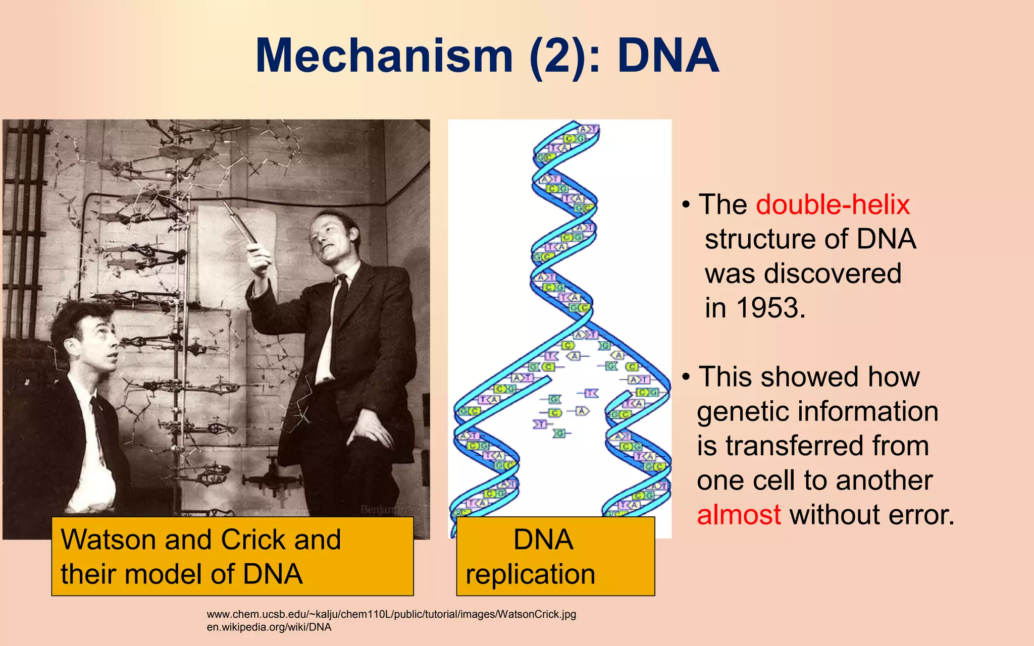 Mechanism (2): DNA
Watson and Crick and
their model of DNA
www.chem.ucsb.edu/~kalju/chem110L/public/tutorial/images/WatsonCrick.jpg
en.wikipedia.org/wiki/DNA
DNA
replication
• The double-helix
structure of DNA
was discovered
in 1953.
• This showed how
genetic information
is transferred from
one cell to another
almost without error.
 
