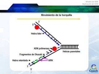 Modelo de ADN
Replicación del ADN
 