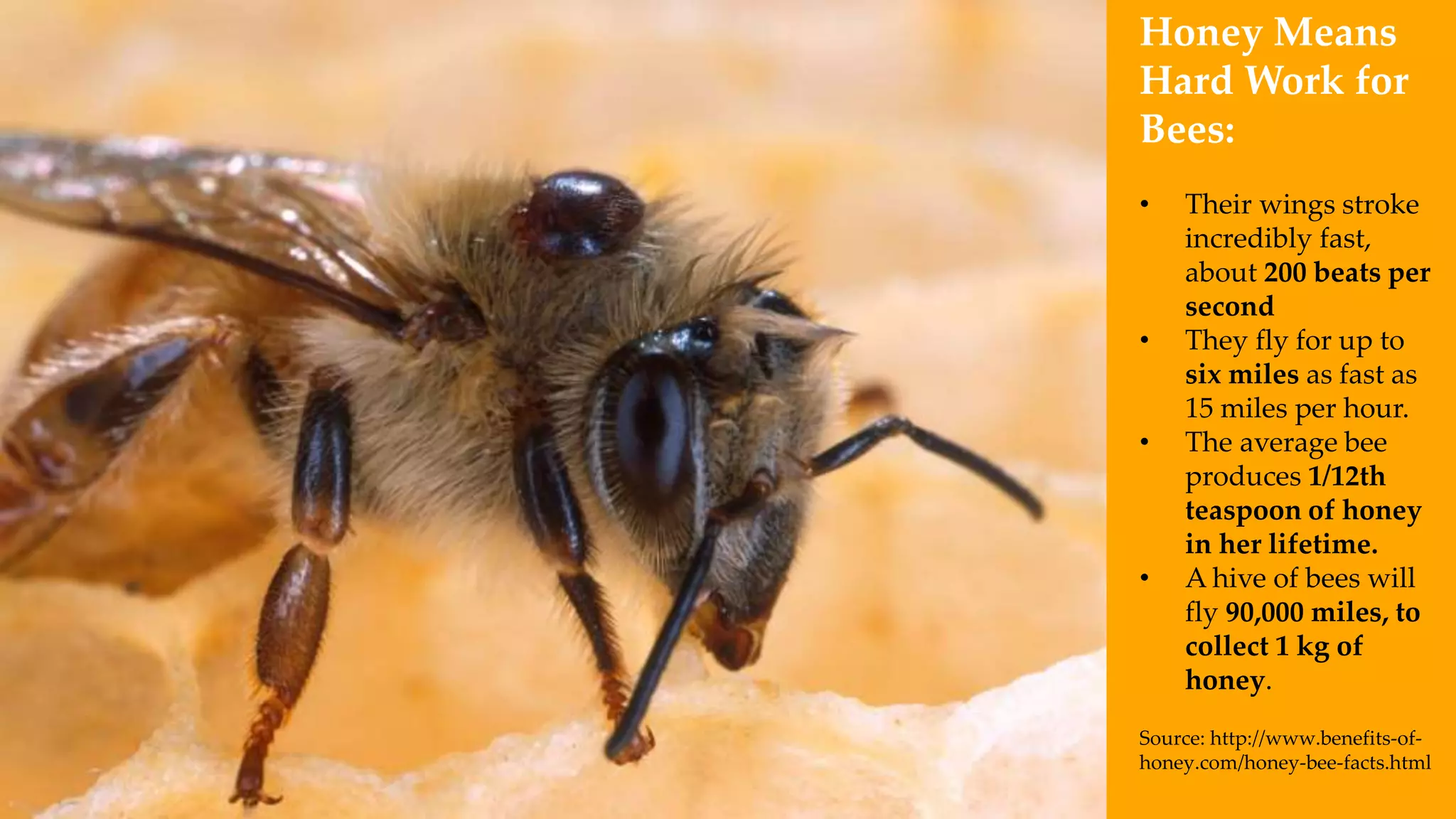Honey Means
Hard Work for
Bees:
• Their wings stroke
incredibly fast,
about 200 beats per
second
• They fly for up to
six miles as fast as
15 miles per hour.
• The average bee
produces 1/12th
teaspoon of honey
in her lifetime.
• A hive of bees will
fly 90,000 miles, to
collect 1 kg of
honey.
Source: http://www.benefits-of-
honey.com/honey-bee-facts.html
 