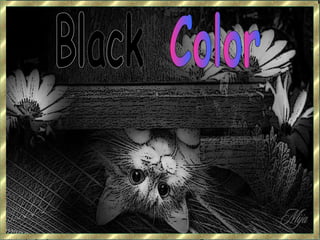 Black Color 