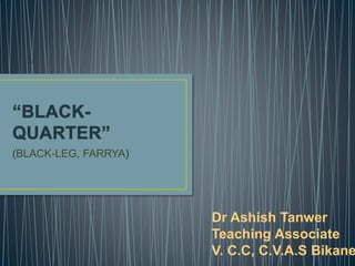 (BLACK-LEG, FARRYA)
Dr Ashish Tanwer
Teaching Associate
V. C.C, C.V.A.S Bikane
 