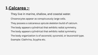Comprehensive Study of Phylum Porifera: Structure, Function, and ...