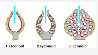 Comprehensive Study of Phylum Porifera: Structure, Function, and ...