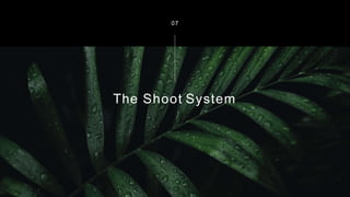 The Shoot System
07
 
