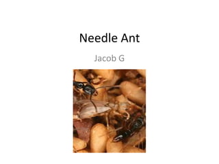 Needle Ant Jacob G 