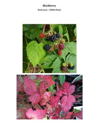 Blackberry
Herb Layer – Edible Plants
 