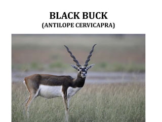 BLACK BUCK
(ANTILOPE CERVICAPRA)
 