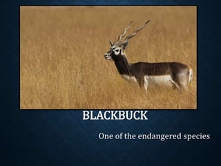 BLACKBUCK
One of the endangered species
 