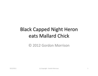 Black Capped Night Heron
eats Mallard Chick
© 2012 Gordon Morrison
9/22/2013 (c) Copyright ‐ Gordon Morrison 1
 