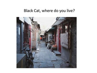 Black Cat, where do you live?

 